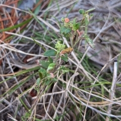 Einadia nutans subsp. nutans (Climbing Saltbush) at Watson Green Space - 11 Jun 2023 by AniseStar