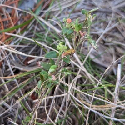 Einadia nutans subsp. nutans (Climbing Saltbush) at Watson, ACT - 11 Jun 2023 by AniseStar