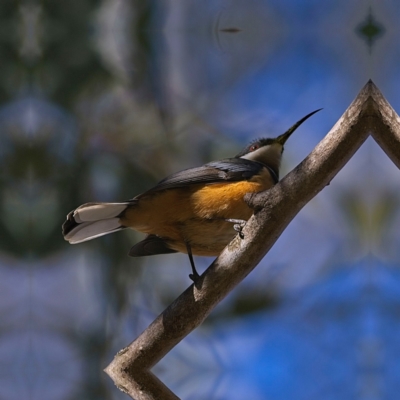 Acanthorhynchus tenuirostris (Eastern Spinebill) at Higgins, ACT - 11 Jun 2023 by MichaelWenke