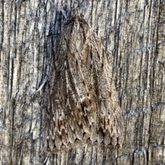 Chlenias nodosus (A geometer moth) at Jerrabomberra, NSW - 11 Jun 2023 by Steve_Bok