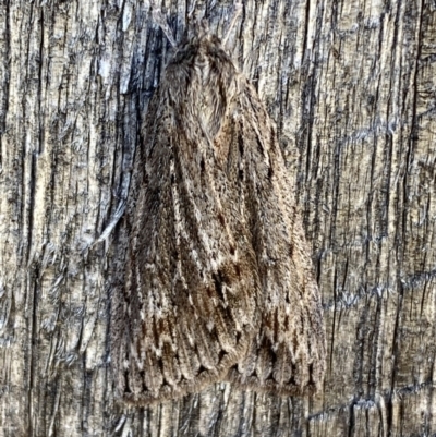 Chlenias nodosus (A geometer moth) at Jerrabomberra, NSW - 11 Jun 2023 by SteveBorkowskis