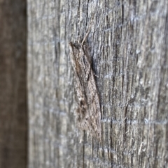 Chlenias nodosus at Jerrabomberra, NSW - suppressed