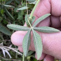 Passiflora caerulea at Campbell, ACT - 11 Jun 2023 05:00 PM