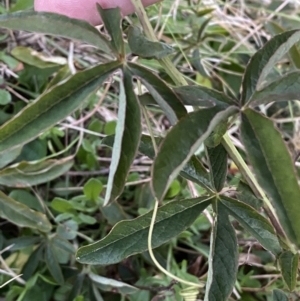 Passiflora caerulea at Campbell, ACT - 11 Jun 2023 05:00 PM