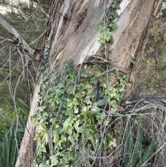 Hedera helix (Ivy) at Campbell, ACT - 11 Jun 2023 by Steve_Bok