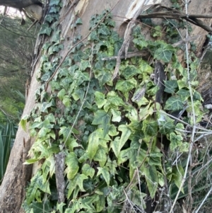 Hedera helix at Campbell, ACT - 11 Jun 2023