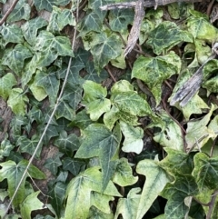 Hedera helix at Campbell, ACT - 11 Jun 2023