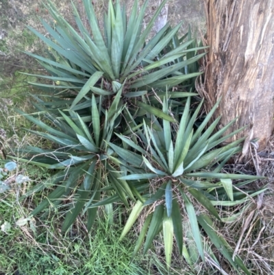 Yucca sp. at Campbell, ACT - 11 Jun 2023 by Steve_Bok