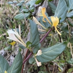 Lonicera japonica (Japanese Honeysuckle) at Campbell, ACT - 11 Jun 2023 by Steve_Bok