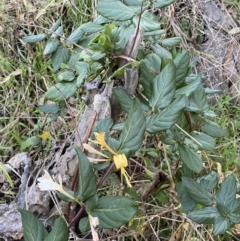 Lonicera japonica at Campbell, ACT - 11 Jun 2023