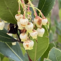 Arbutus unedo (Strawberry Tree) at Campbell, ACT - 11 Jun 2023 by Steve_Bok