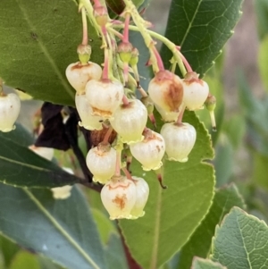 Arbutus unedo at Campbell, ACT - 11 Jun 2023 04:31 PM