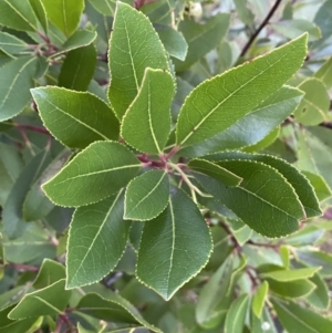 Arbutus unedo at Campbell, ACT - 11 Jun 2023 04:31 PM