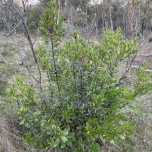 Arbutus unedo at Campbell, ACT - 11 Jun 2023 04:31 PM