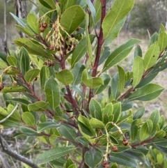 Arbutus unedo at Campbell, ACT - 11 Jun 2023