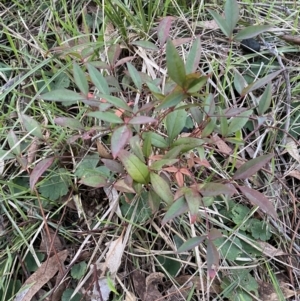 Nandina domestica at Campbell, ACT - 11 Jun 2023