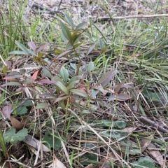 Nandina domestica at Campbell, ACT - 11 Jun 2023