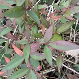 Nandina domestica at Campbell, ACT - 11 Jun 2023