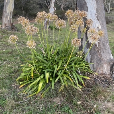 Agapanthus praecox subsp. orientalis (Agapanthus) at Campbell, ACT - 11 Jun 2023 by SteveBorkowskis