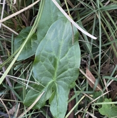 Arum italicum (Italian Arum) at Campbell, ACT - 11 Jun 2023 by SteveBorkowskis