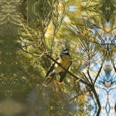 Rhipidura albiscapa (Grey Fantail) at Higgins Woodland - 11 Jun 2023 by MichaelWenke