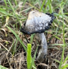 Coprinus comatus (Shaggy Ink Cap) at Higgins Woodland - 11 Jun 2023 by Jillw