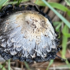 Coprinus comatus at Higgins, ACT - 11 Jun 2023