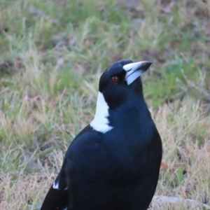 Gymnorhina tibicen at Greenway, ACT - 11 Jun 2023