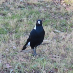 Gymnorhina tibicen at Greenway, ACT - 11 Jun 2023