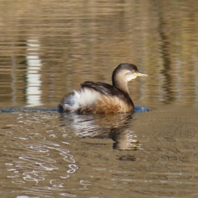 Tachybaptus novaehollandiae (Australasian Grebe) at Greenway, ACT - 11 Jun 2023 by MatthewFrawley