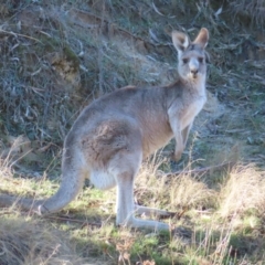 Macropus giganteus (Eastern Grey Kangaroo) at Greenway, ACT - 11 Jun 2023 by MatthewFrawley