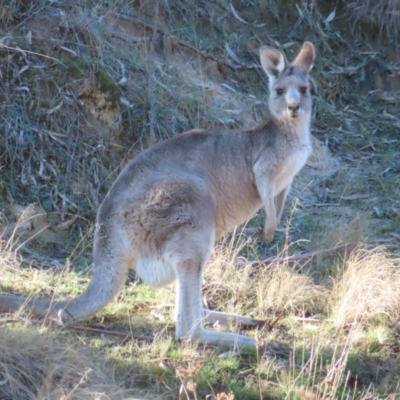 Macropus giganteus (Eastern Grey Kangaroo) at Greenway, ACT - 11 Jun 2023 by MatthewFrawley