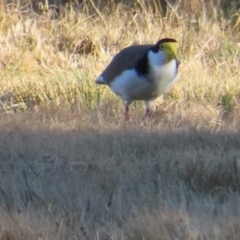 Vanellus miles at Greenway, ACT - 11 Jun 2023 03:23 PM