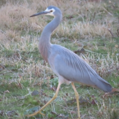 Egretta novaehollandiae (White-faced Heron) at Greenway, ACT - 11 Jun 2023 by MatthewFrawley