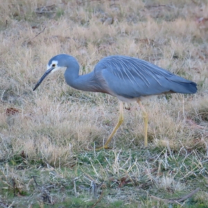 Egretta novaehollandiae at Greenway, ACT - 11 Jun 2023