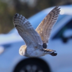 Tyto alba (Barn Owl) at Jerrabomberra, ACT - 11 Jun 2023 by RodDeb