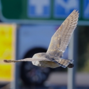 Tyto alba at Jerrabomberra, ACT - 11 Jun 2023