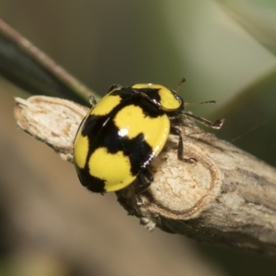 Illeis galbula (Fungus-eating Ladybird) at Higgins, ACT - 1 Jun 2023 by AlisonMilton