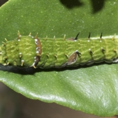 Papilio aegeus (Orchard Swallowtail, Large Citrus Butterfly) at Higgins, ACT - 12 May 2023 by AlisonMilton