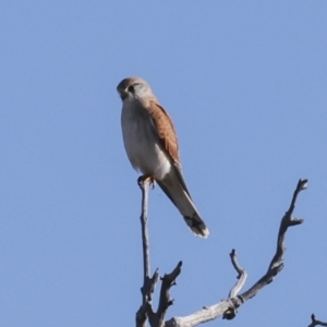 Falco cenchroides at Higgins, ACT - 11 Jun 2023