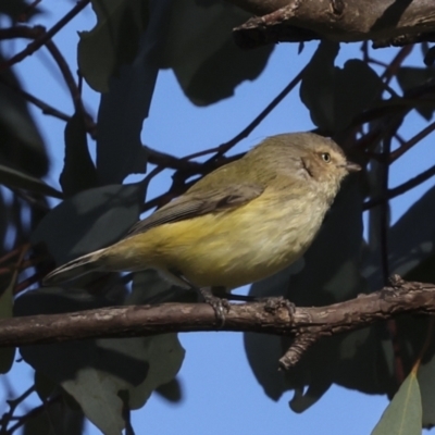 Smicrornis brevirostris (Weebill) at Higgins, ACT - 11 Jun 2023 by AlisonMilton