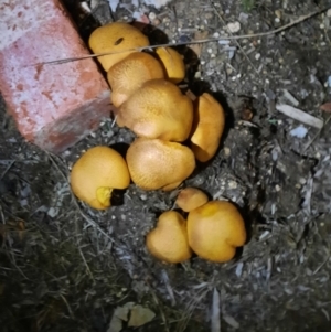 zz agaric (stem; gill colour unknown) at Holt, ACT - 10 Jun 2023