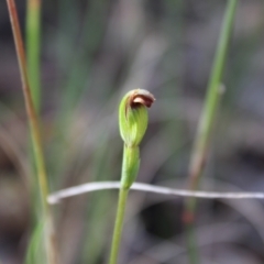 Speculantha rubescens (Blushing Tiny Greenhood) at Acton, ACT - 9 Apr 2023 by Tapirlord