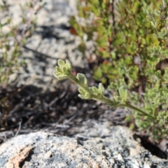 Dampiera fusca (Kydra Dampiera) at Tennent, ACT - 10 Apr 2023 by Tapirlord