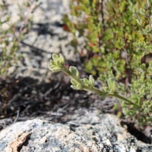 Dampiera fusca at Tennent, ACT - 10 Apr 2023 12:17 PM