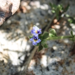 Dampiera fusca (Kydra Dampiera) at Tennent, ACT - 10 Apr 2023 by Tapirlord