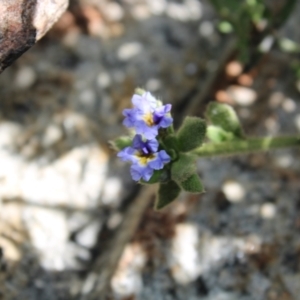 Dampiera fusca at Tennent, ACT - 10 Apr 2023