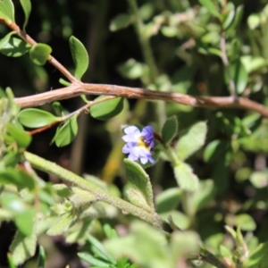 Dampiera fusca at Tennent, ACT - 10 Apr 2023 12:47 PM