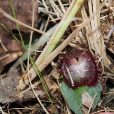 Corysanthes hispida (Bristly Helmet Orchid) at Namadgi National Park - 10 Apr 2023 by Tapirlord