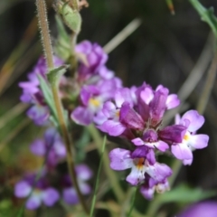 Euphrasia caudata (Tailed Eyebright) at Cotter River, ACT - 14 Apr 2023 by Tapirlord